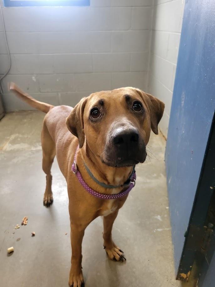 Enlarge VIKING 069-26, a ADOPTABLE mixed breed in Cambridge, OH image 1/1