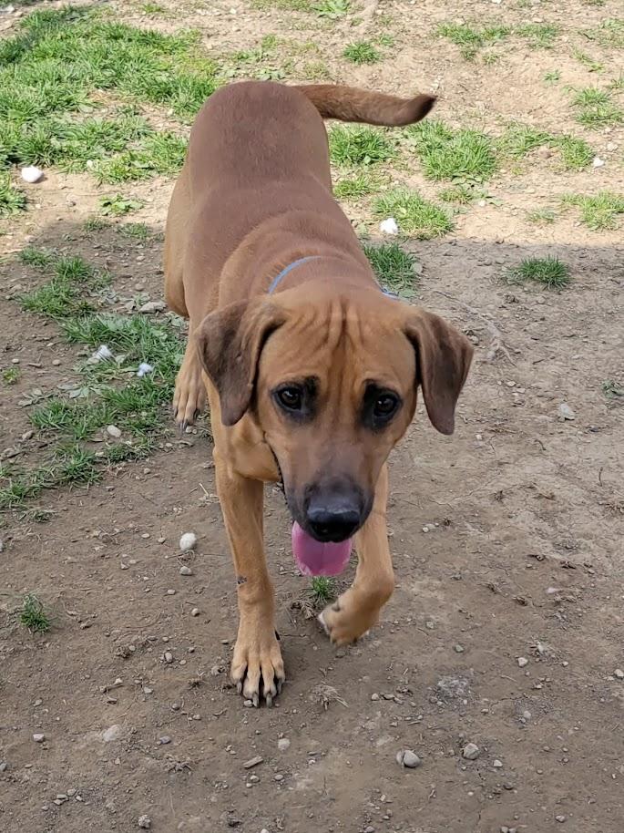 Enlarge VIKING 069-26, a ADOPTABLE mixed breed in Cambridge, OH image 4/6