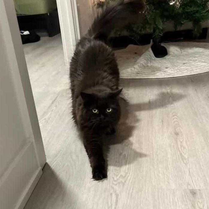 Phoebe, adopted, Adult Female Domestic Long Hair.