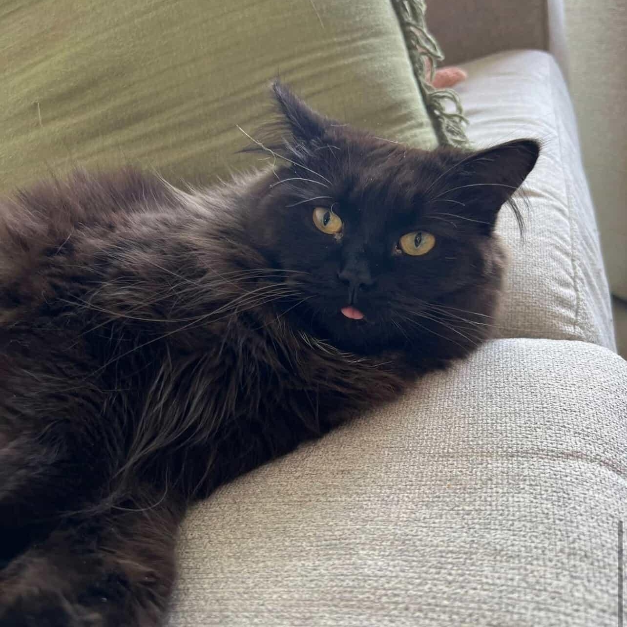 Enlarge Phoebe, an adopted Domestic Long Hair in Mississauga, ON image 6/6