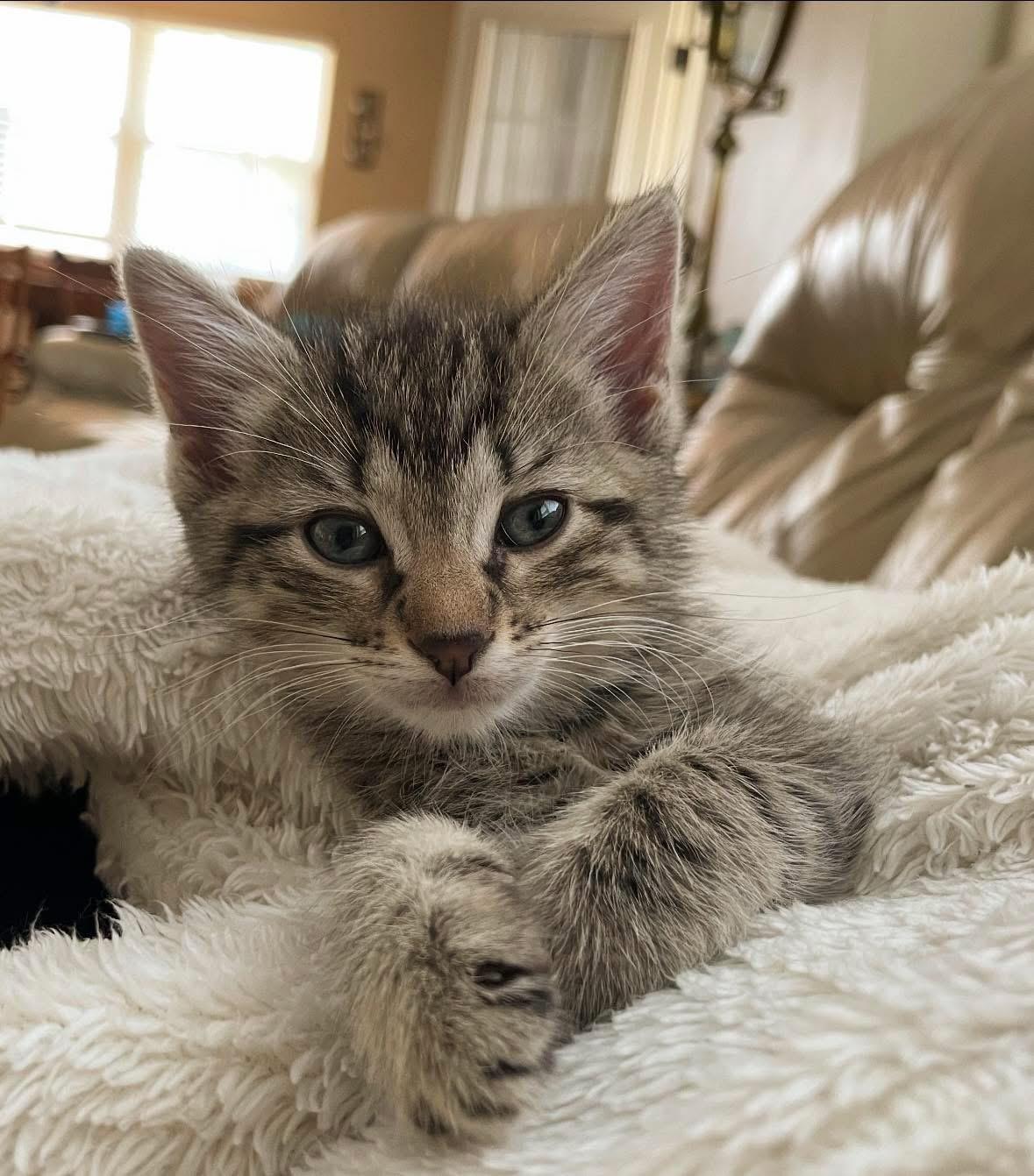 Charlie, Baby Female Tabby