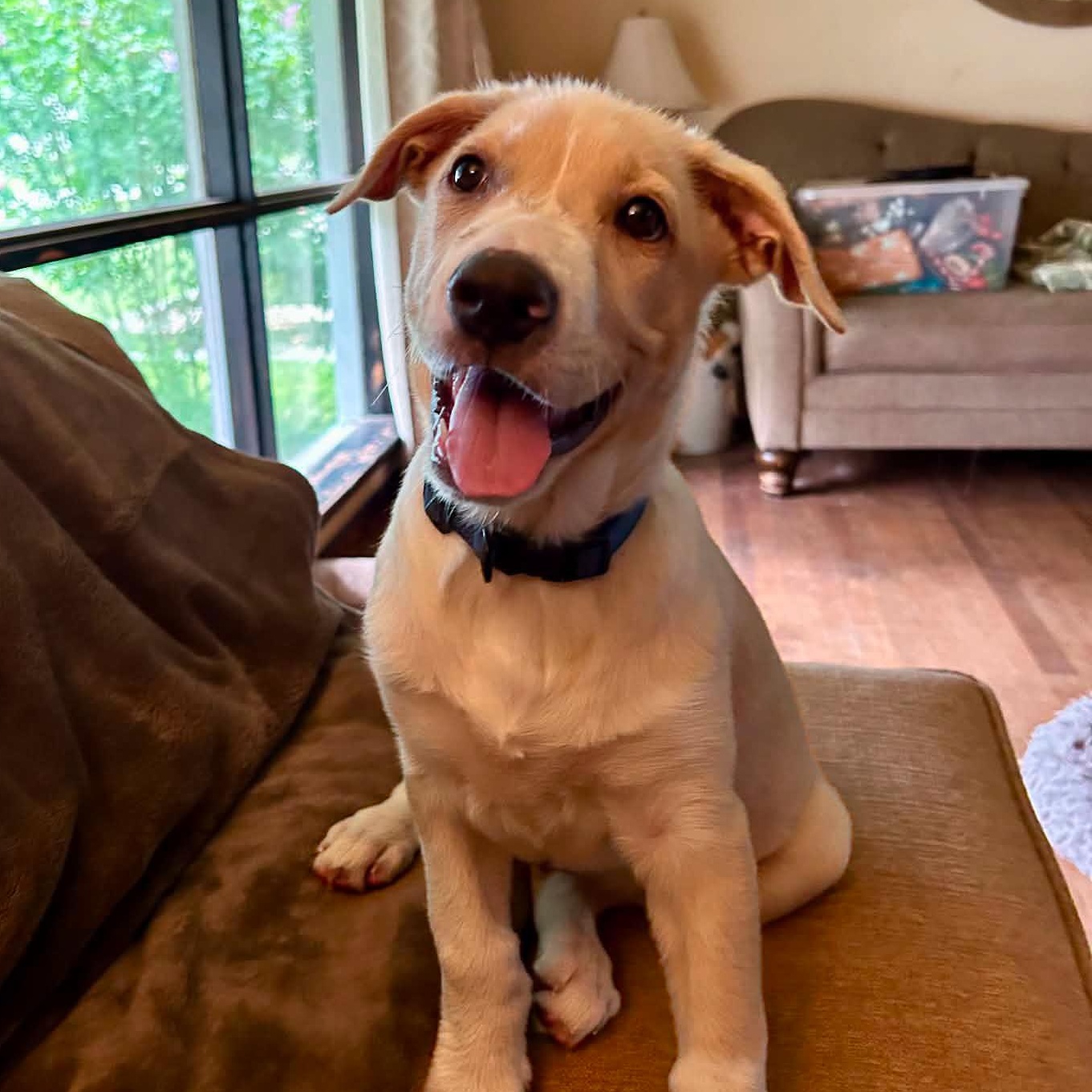 Toby, adopted, Puppy Male Shepherd.