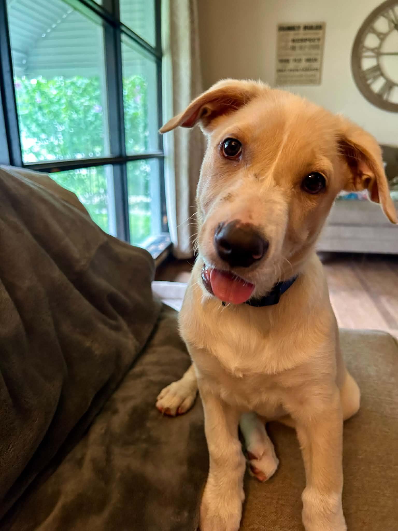 Toby, an adopted mixed breed in Palos Heights, IL image 2/3