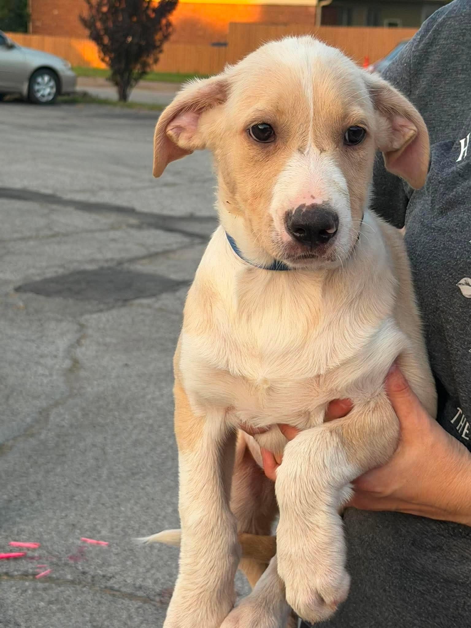 Toby, an adopted mixed breed in Palos Heights, IL image 3/3