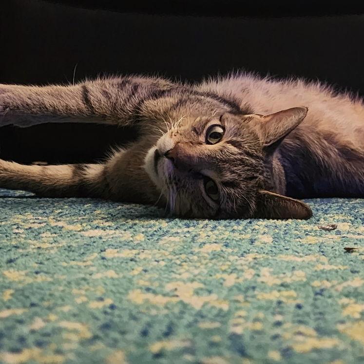 Starr C10262, Adoptable, Young Female Domestic Short Hair & Domestic Short Hair.