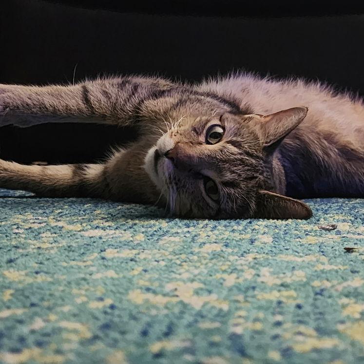 Starr C10262, Adoptable, Young Female Domestic Short Hair & Domestic Short Hair.