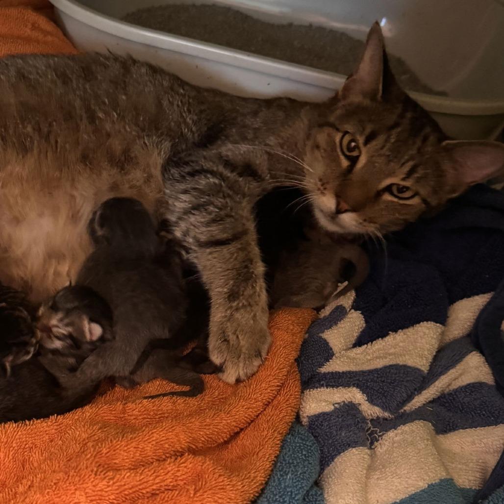 Enlarge Starr C10262, a Adoptable mixed breed in Princeton, MN image 2/5