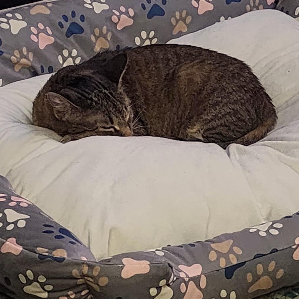 Enlarge Starr C10262, a Adoptable mixed breed in Princeton, MN image 3/6