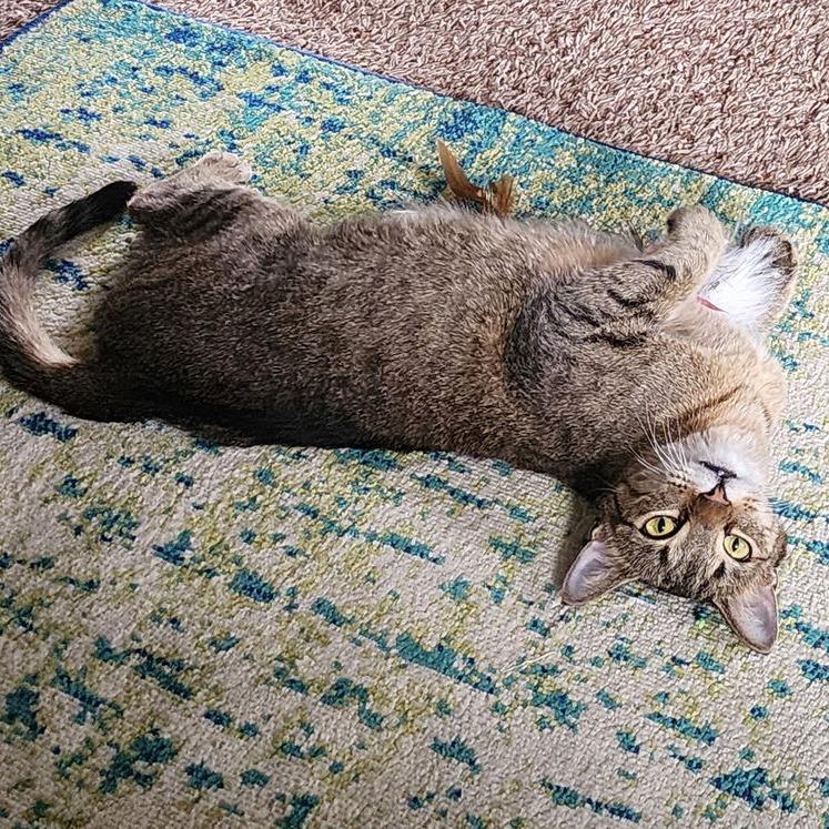 Enlarge Starr C10262, a Adoptable mixed breed in Princeton, MN image 3/5