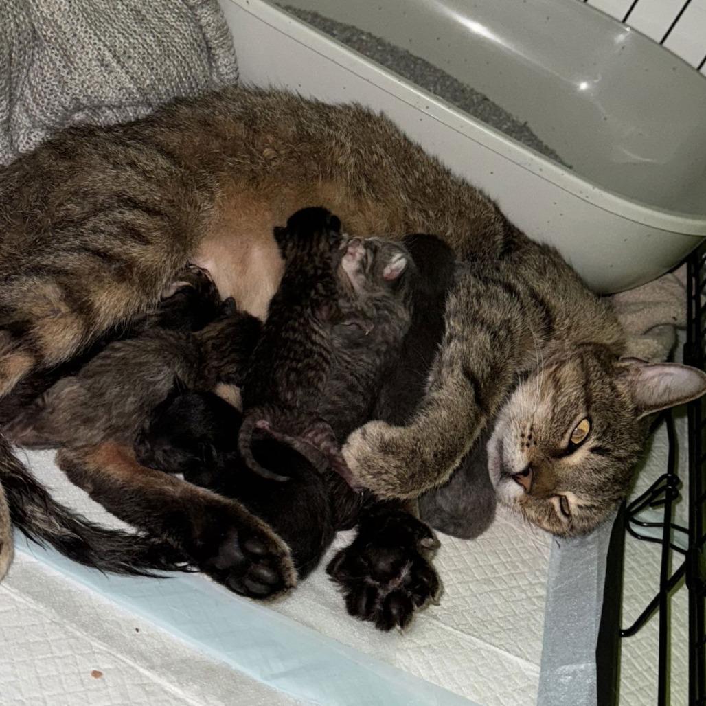 Enlarge Starr C10262, a Adoptable mixed breed in Princeton, MN image 4/5