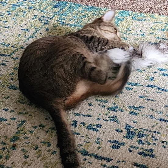 Enlarge Starr C10262, a Adoptable mixed breed in Princeton, MN image 5/5