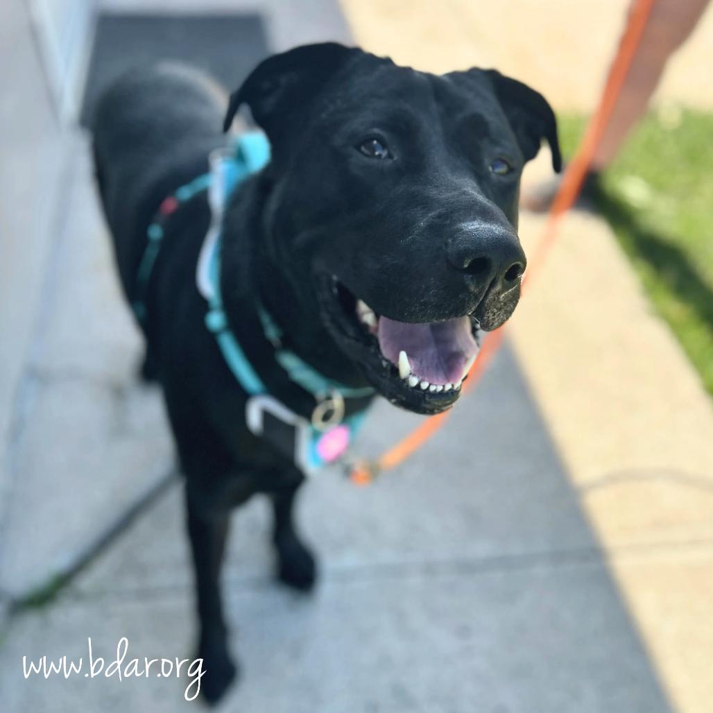Tennessee, Adoptable, Adult Male Black Labrador Retriever & Mixed Breed.