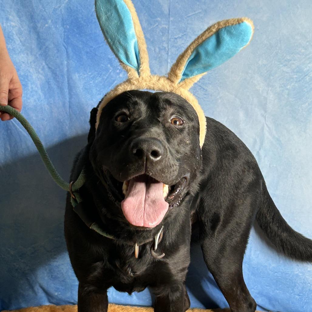 Tennessee, a Adoptable mixed breed in Cheyenne, WY image 2/4
