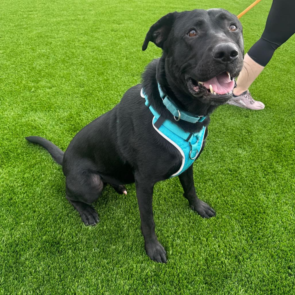 Enlarge Tennessee, a Adoptable mixed breed in Cheyenne, WY image 3/6