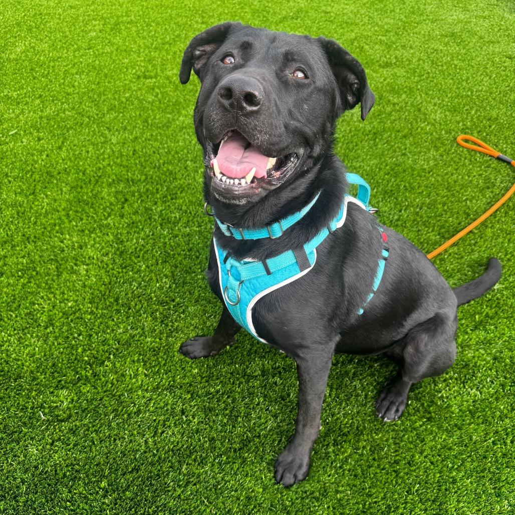 Enlarge Tennessee, a Adoptable mixed breed in Cheyenne, WY image 3/6