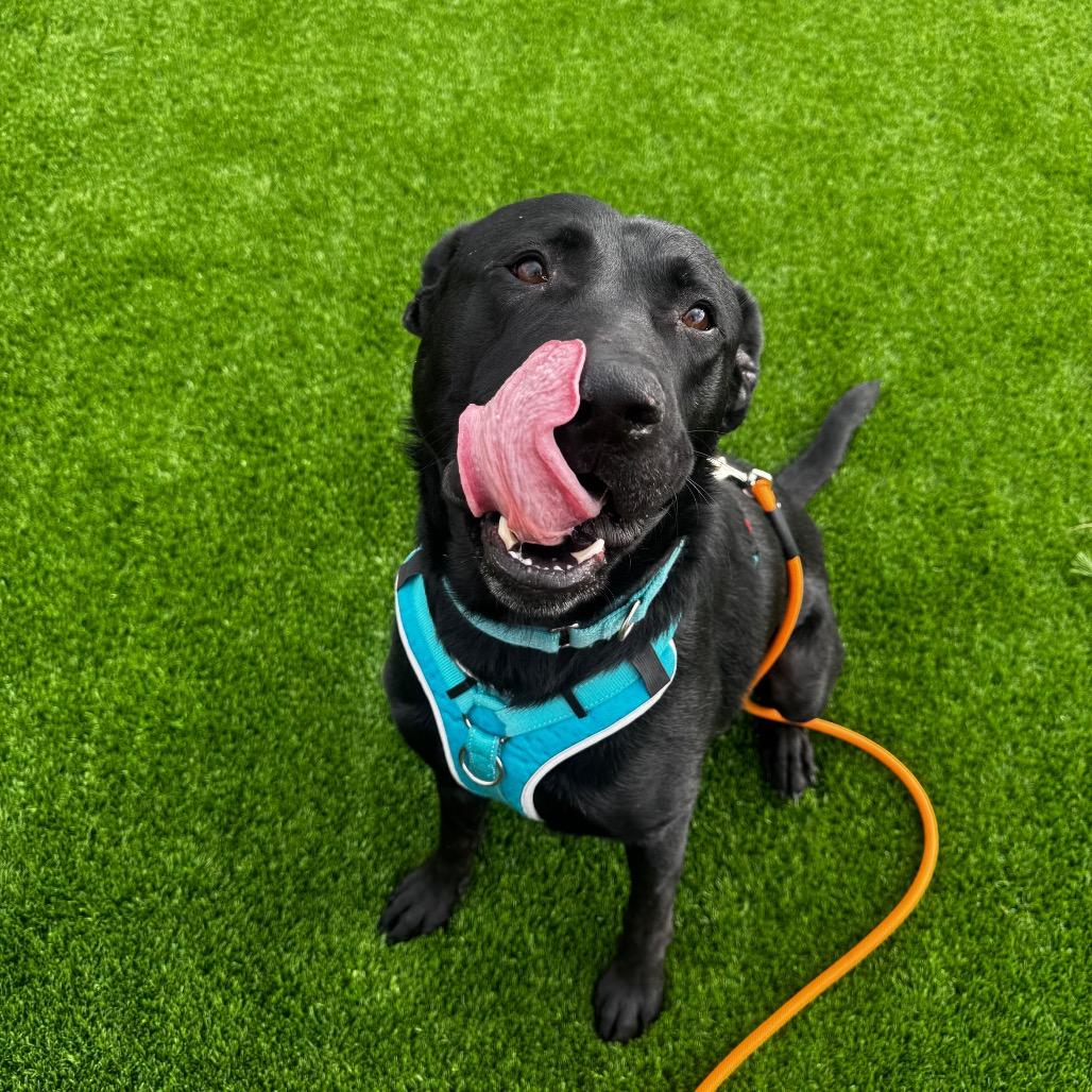 Enlarge Tennessee, a Adoptable mixed breed in Cheyenne, WY image 4/6
