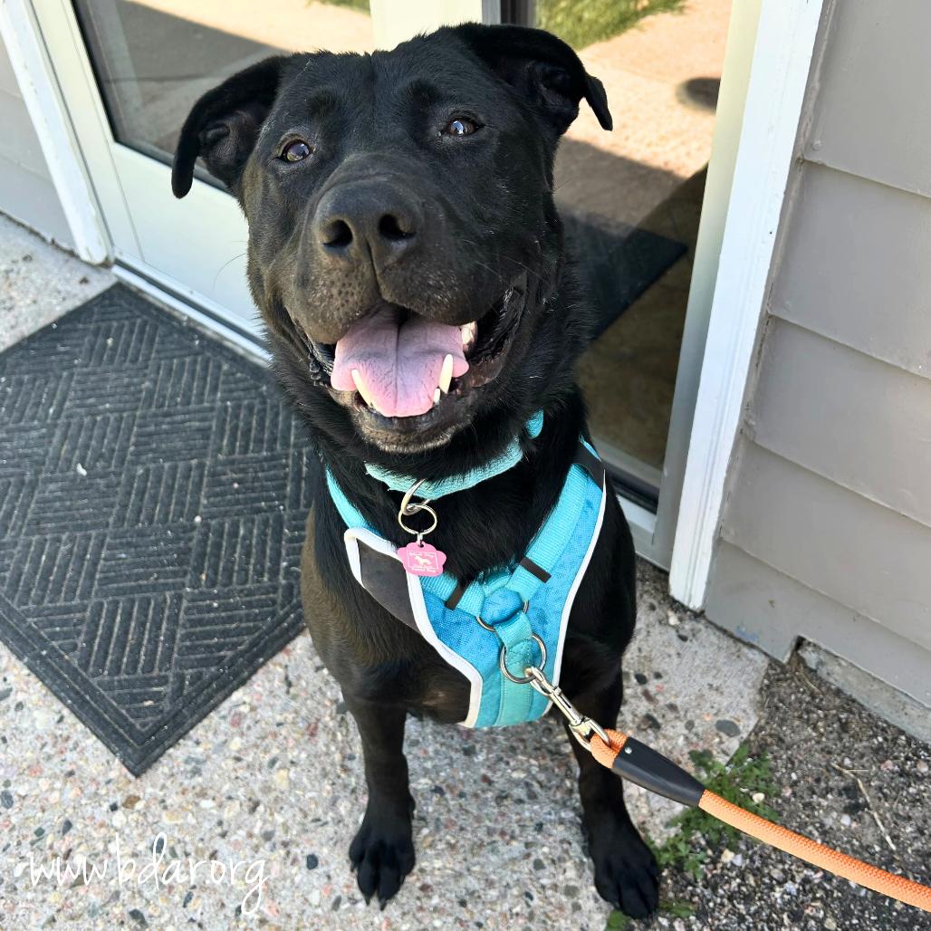 Tennessee, a Adoptable mixed breed in Cheyenne, WY image 3/4