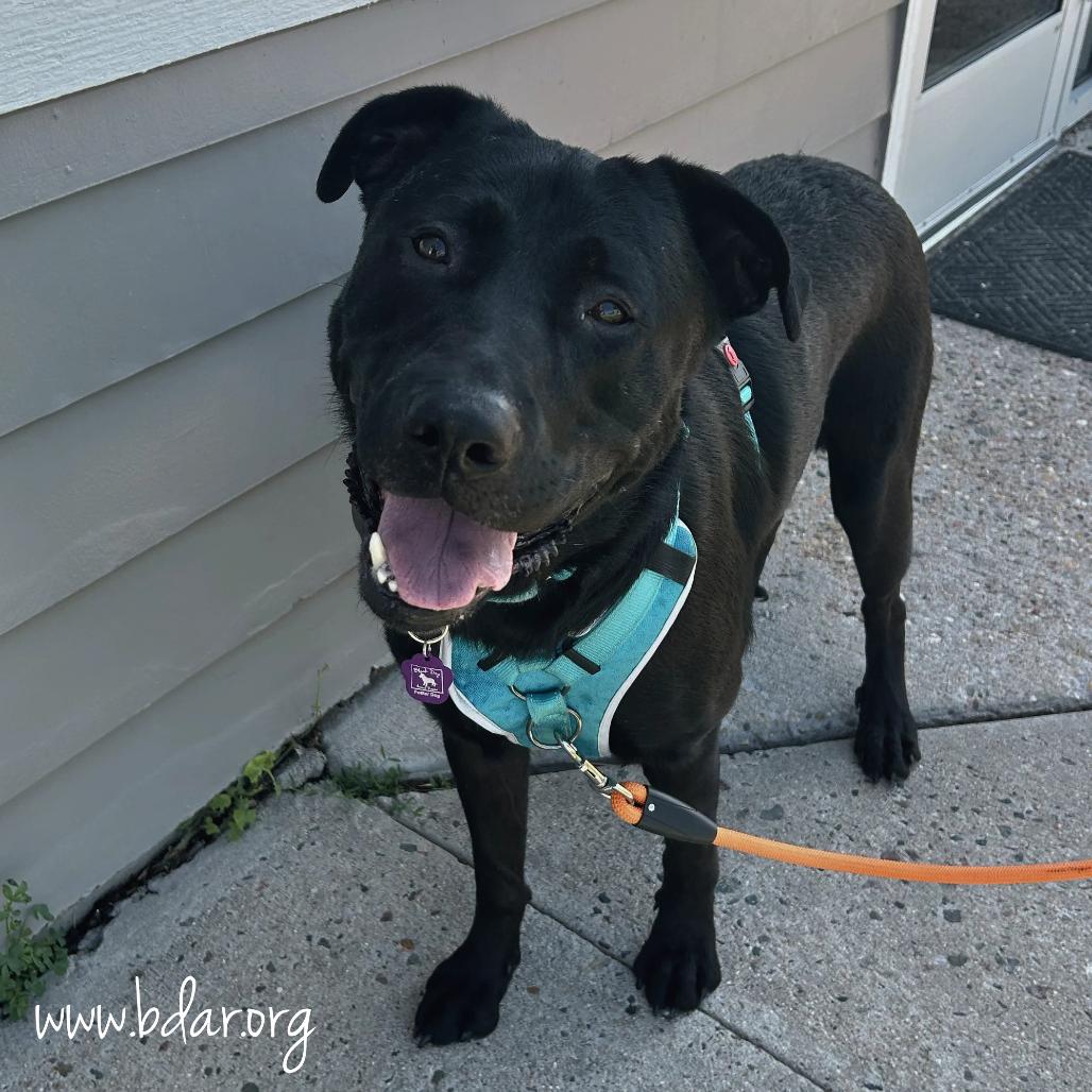 Tennessee, a Adoptable mixed breed in Cheyenne, WY image 4/4