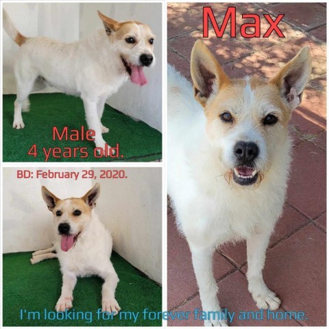 Max, Adult Male Mixed Breed