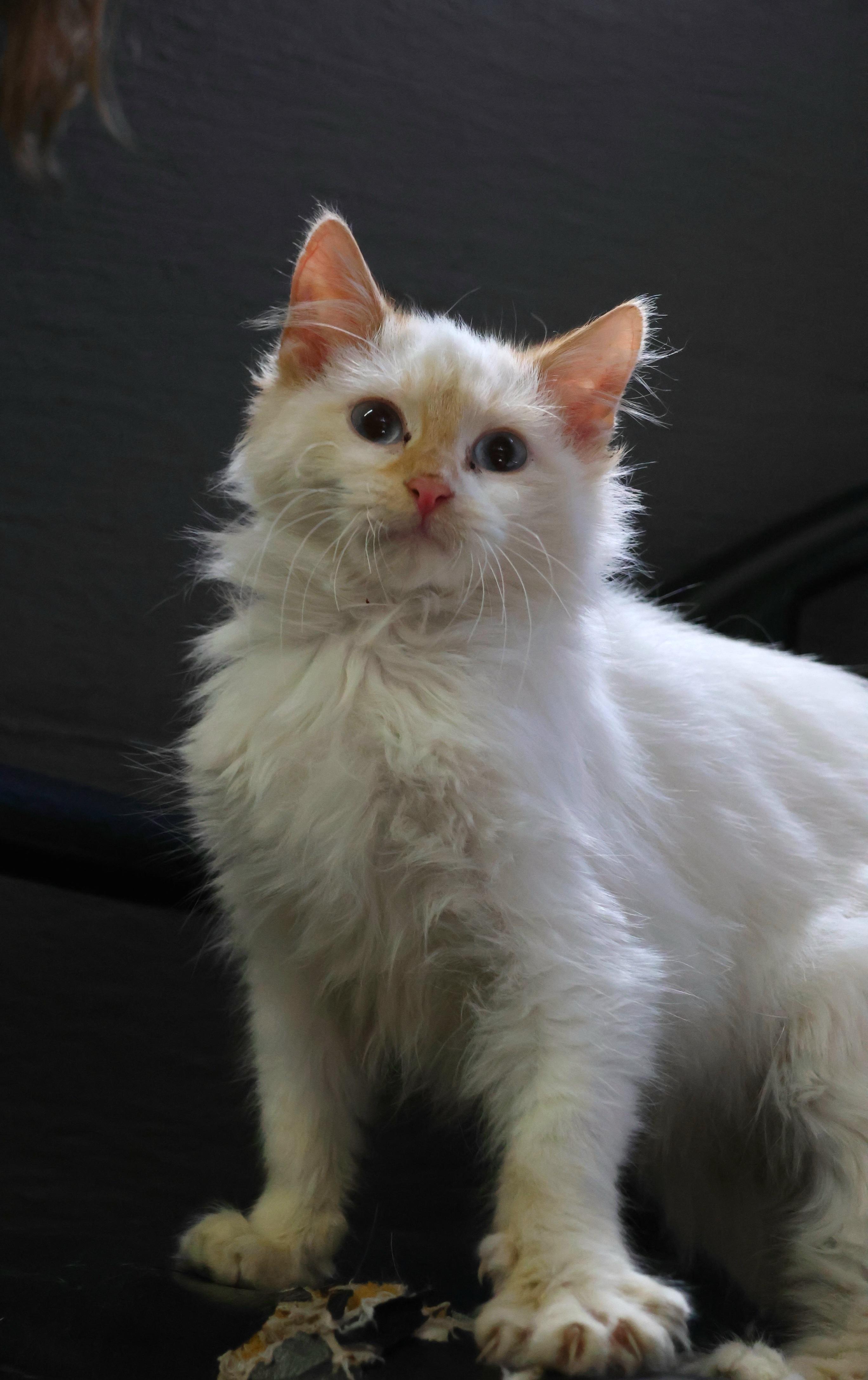 Flame, ADOPTABLE, Young Male Domestic Long Hair.