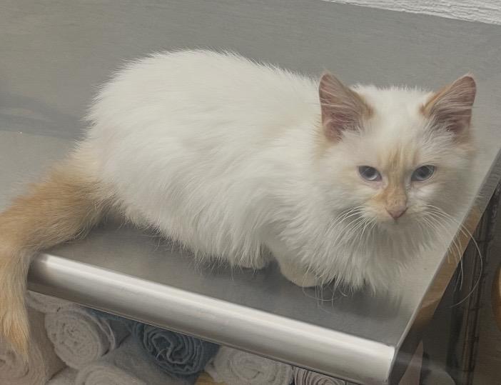 Enlarge Flame, a ADOPTABLE Domestic Long Hair in Vicksburg, MS image 1/1