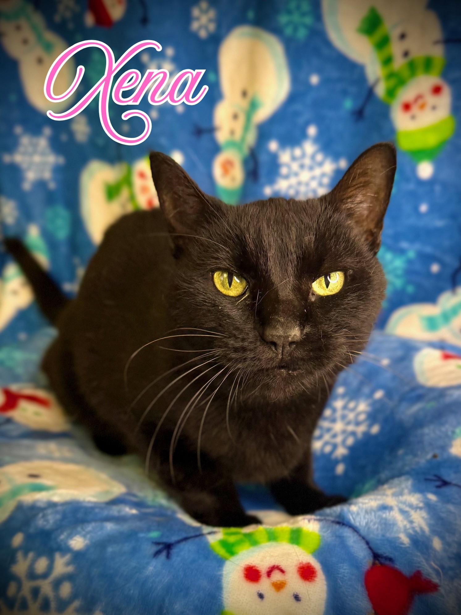 Xena, ADOPTABLE, Senior Female Domestic Short Hair.