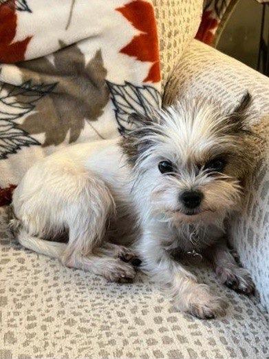 Amelia, Adoptable, Adult Female Yorkshire Terrier.