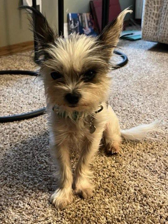 Enlarge Amelia, a Adoptable Yorkshire Terrier in Buffalo, MO image 2/3