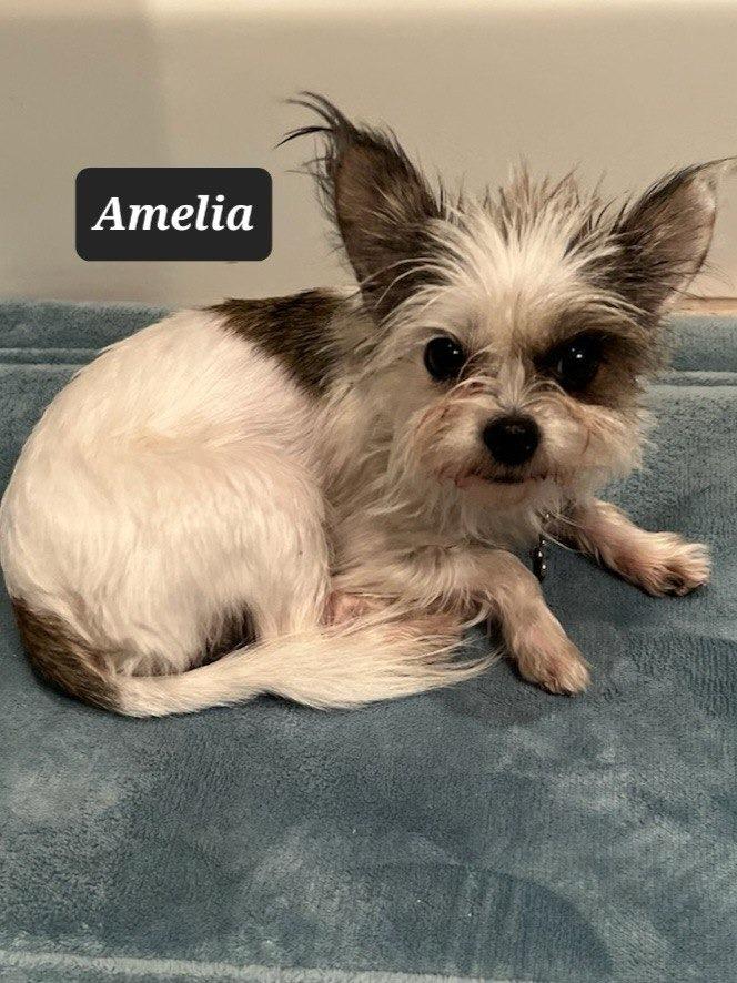 Enlarge Amelia, a Adoptable Yorkshire Terrier in Buffalo, MO image 3/3