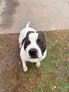 Enlarge LAYLA, a Adoptable mixed breed in Saint Cloud, FL image 1/1