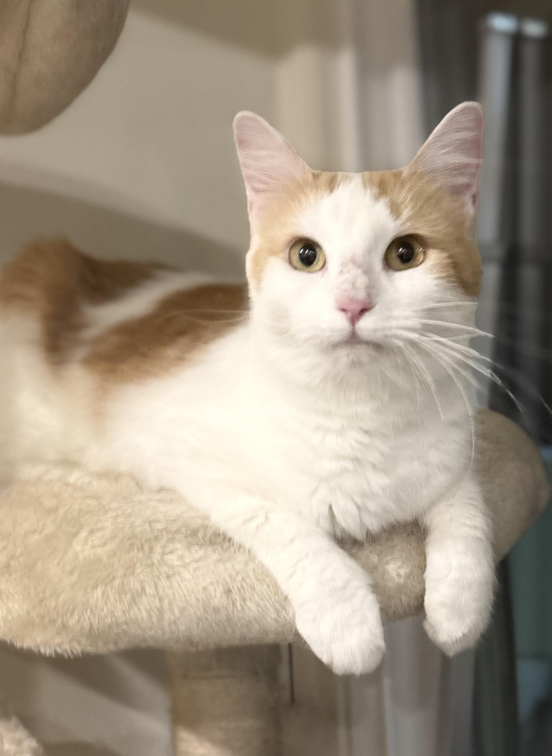 Enlarge Gloria Vanderbilt, an adoptable Domestic Medium Hair in SCOTTSDALE, AZ image 1/1