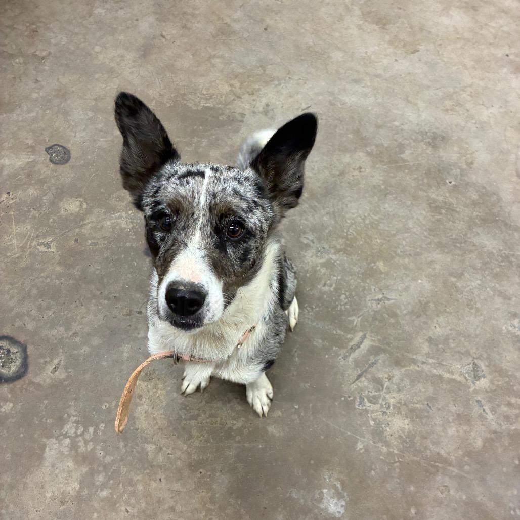 Guppi, Adoptable, Young Female Cattle Dog.
