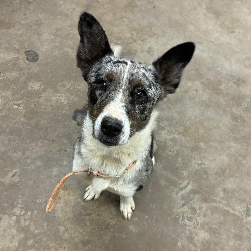 Guppi, a Adoptable Cattle Dog in Corbin, KY image 2/2