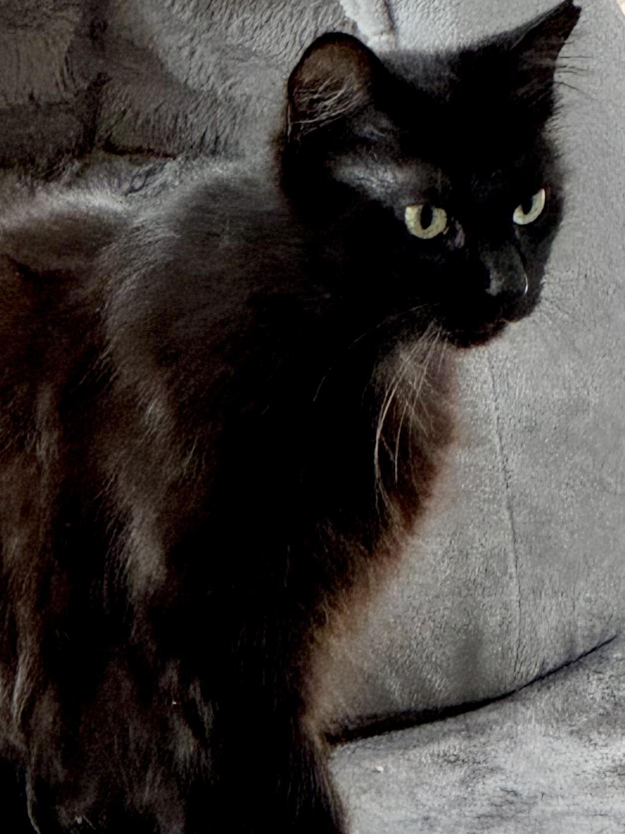 Zoey (playful - social - confident), ADOPTABLE, Young Female Balinese & Domestic Medium Hair.