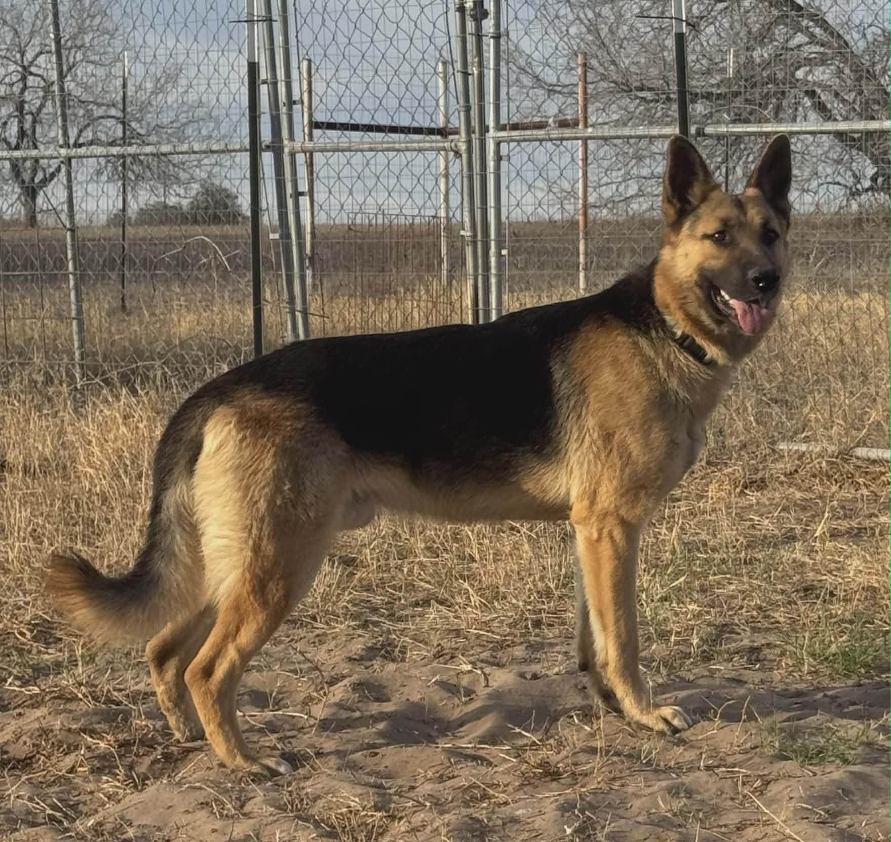 Enlarge Bear, a Adoptable German Shepherd Dog in Chicago, IL image 5/6