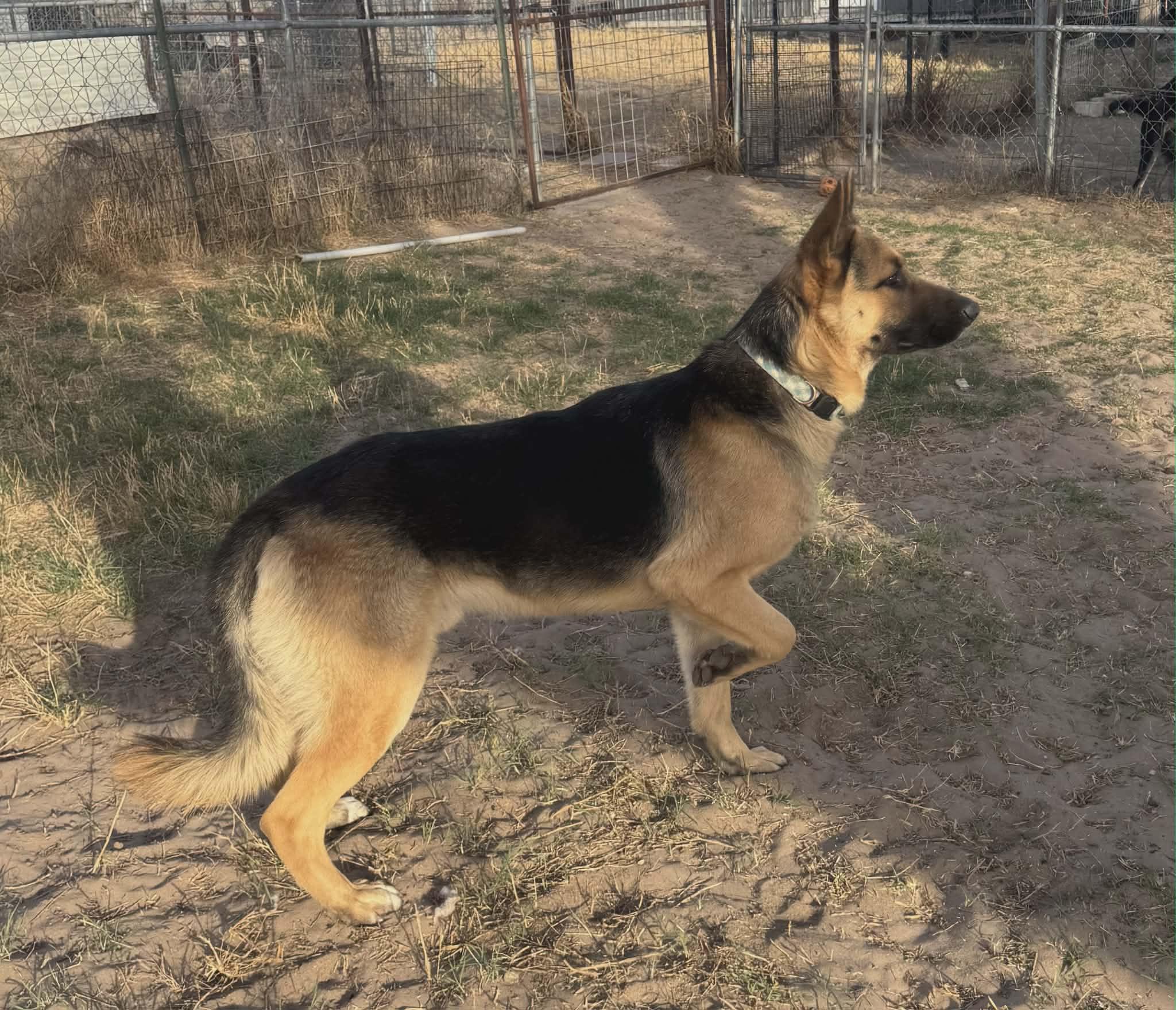 Enlarge Bear, a Adoptable German Shepherd Dog in Chicago, IL image 6/6