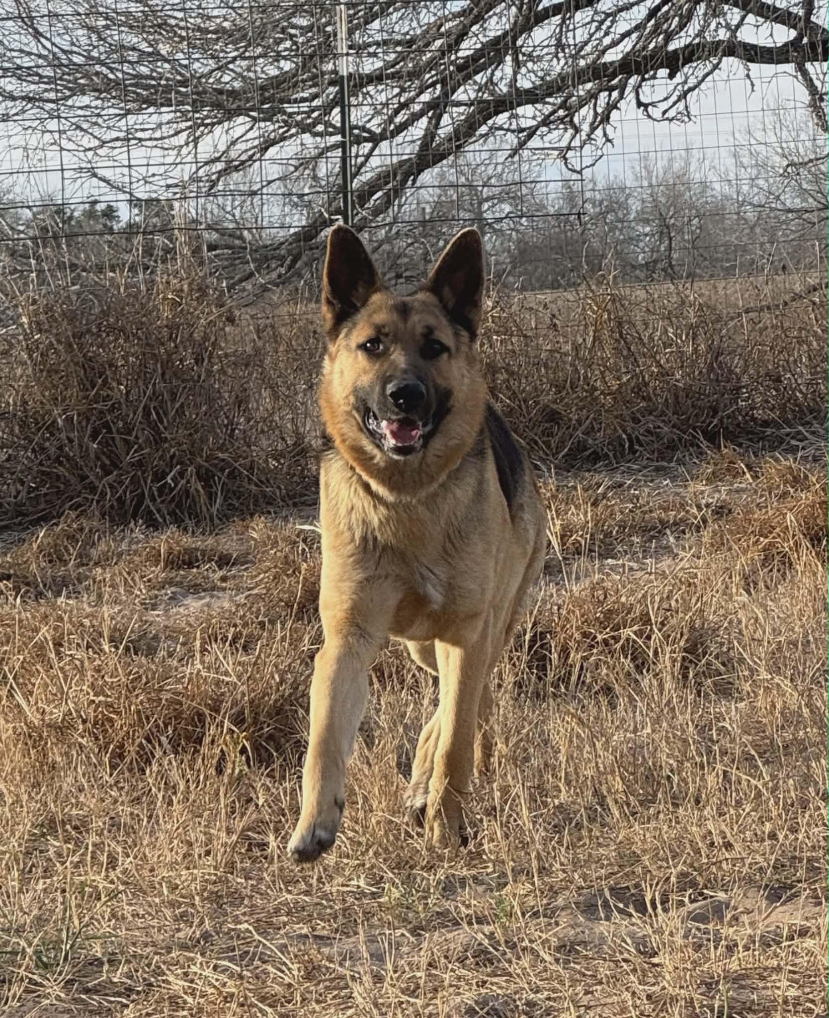 Bear, Adoptable, Adult Male German Shepherd Dog.