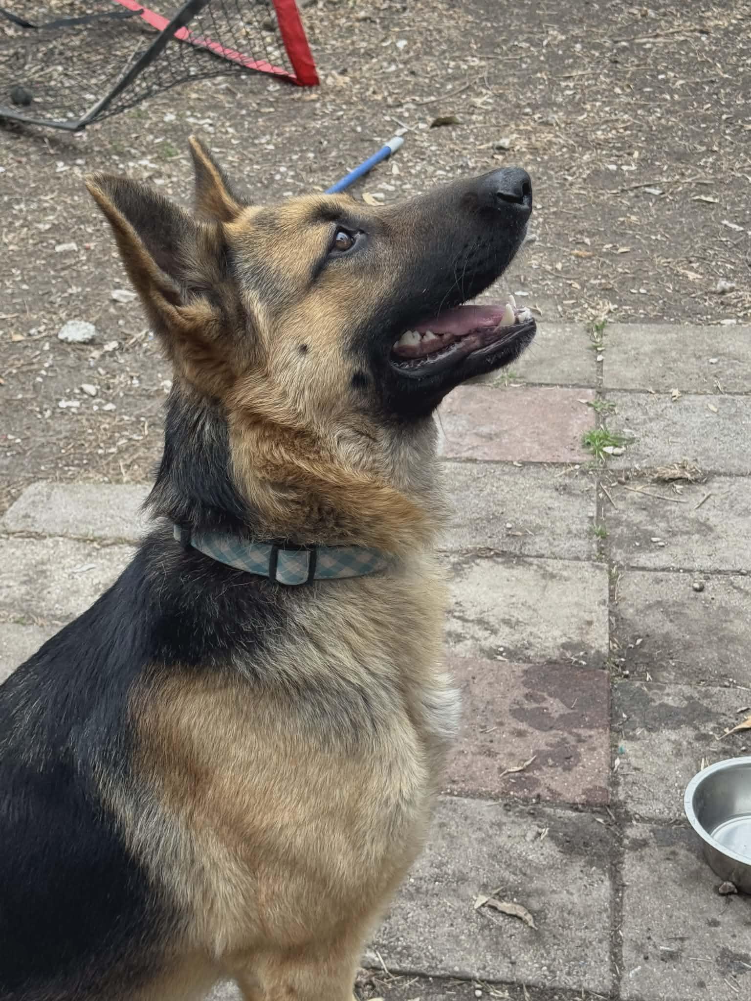 Enlarge Bear, a Adoptable German Shepherd Dog in Chicago, IL image 4/6
