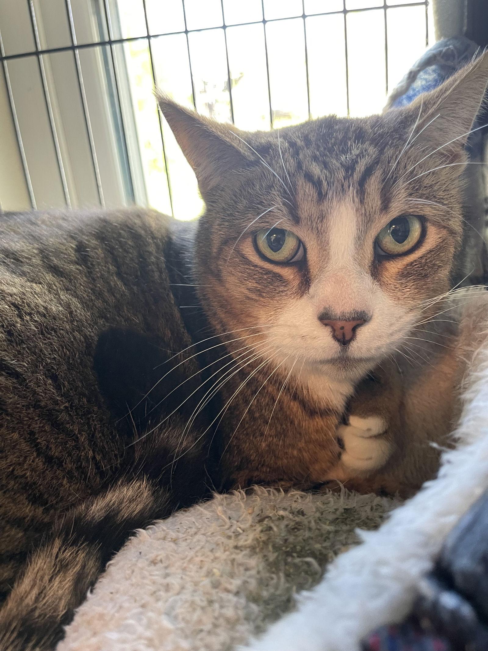 Enlarge Kity Kat, a Adopted mixed breed in Ocala, FL image 1/3