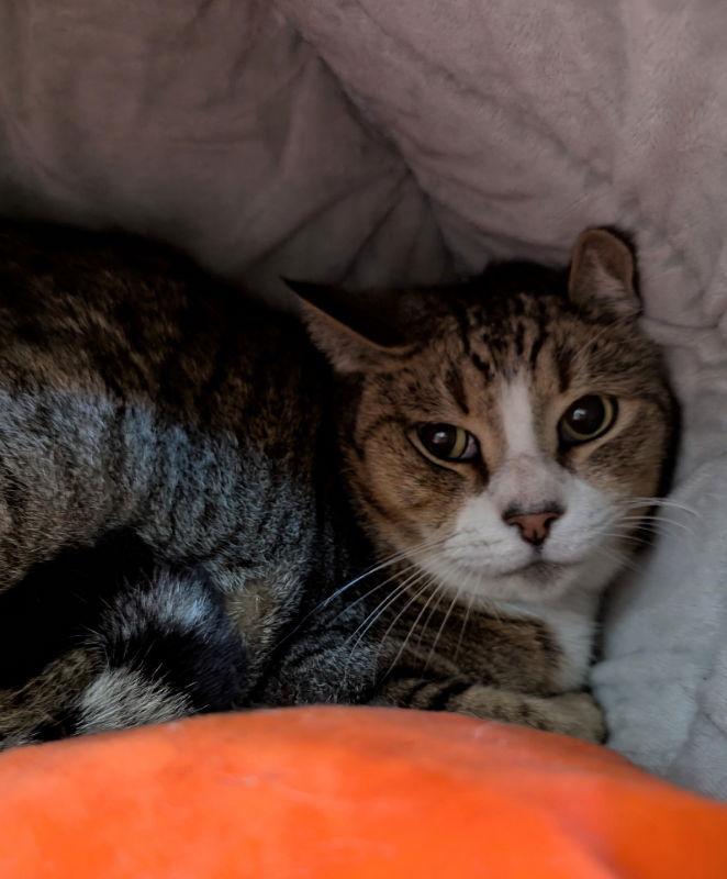 Enlarge Kity Kat, a Adopted mixed breed in Ocala, FL image 2/3