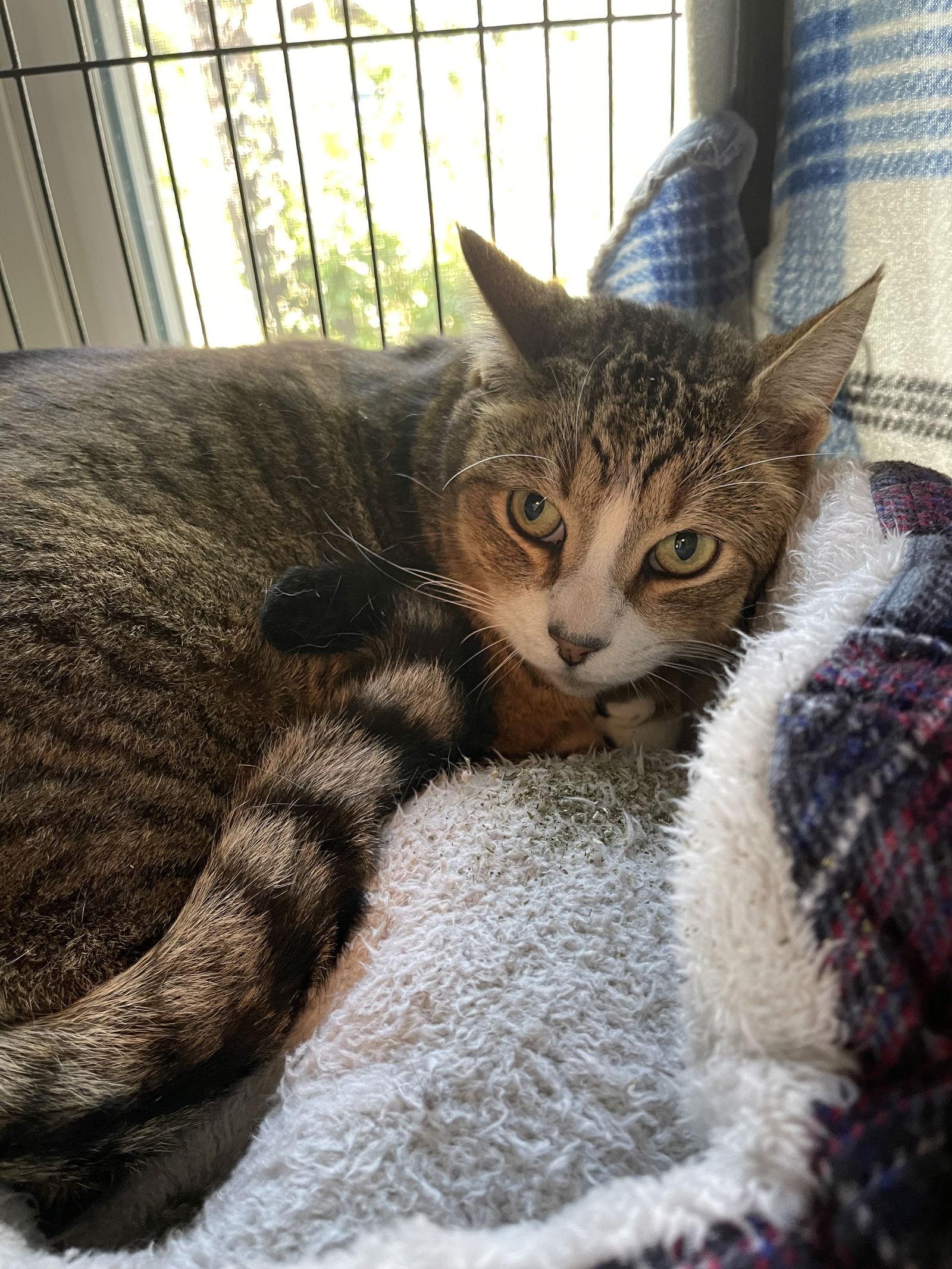 Enlarge Kity Kat, a Adopted mixed breed in Ocala, FL image 3/3