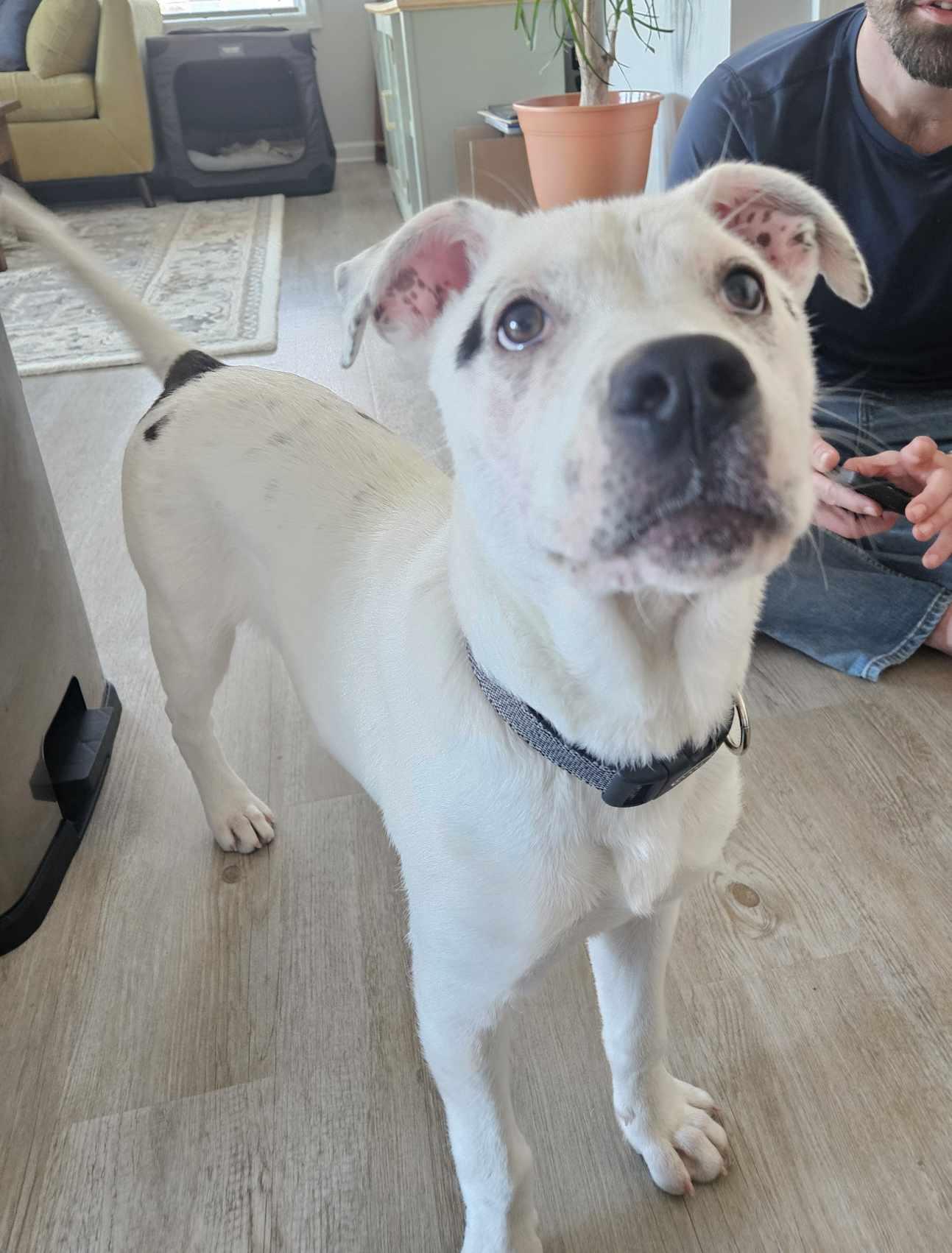 Enlarge Beans, a Adopted mixed breed in Southern Pines, NC image 6/6