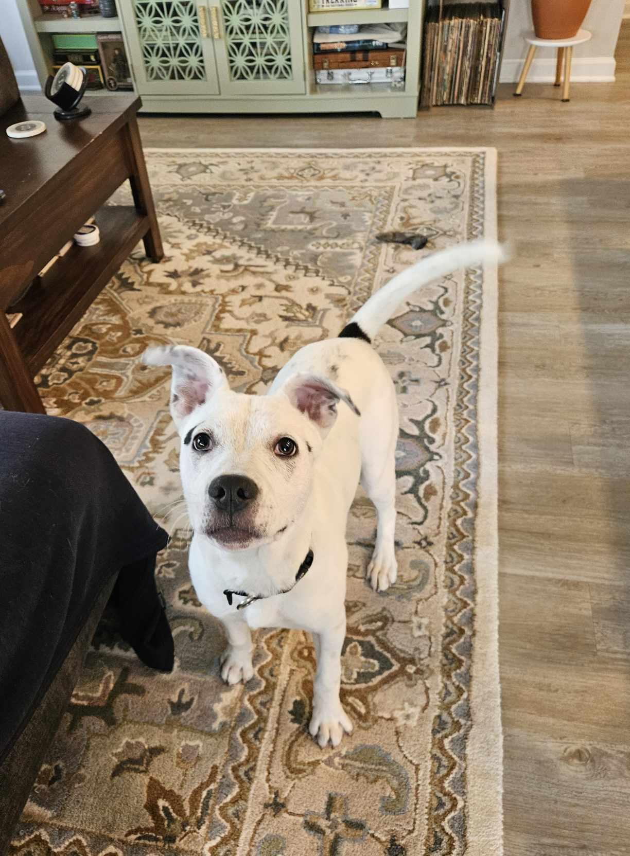 Enlarge Beans, a Adopted mixed breed in Southern Pines, NC image 2/6