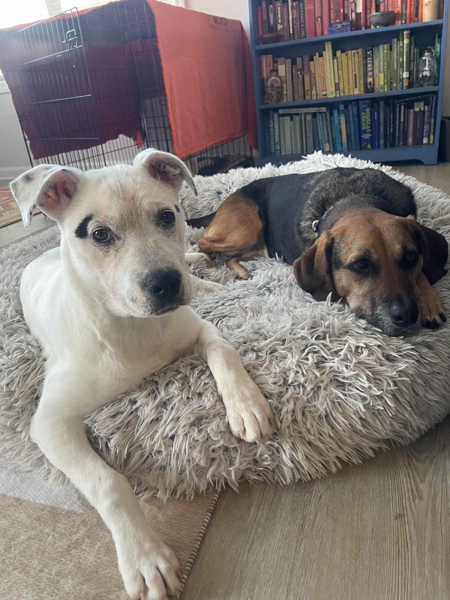 Enlarge Beans, a Adopted mixed breed in Southern Pines, NC image 3/6