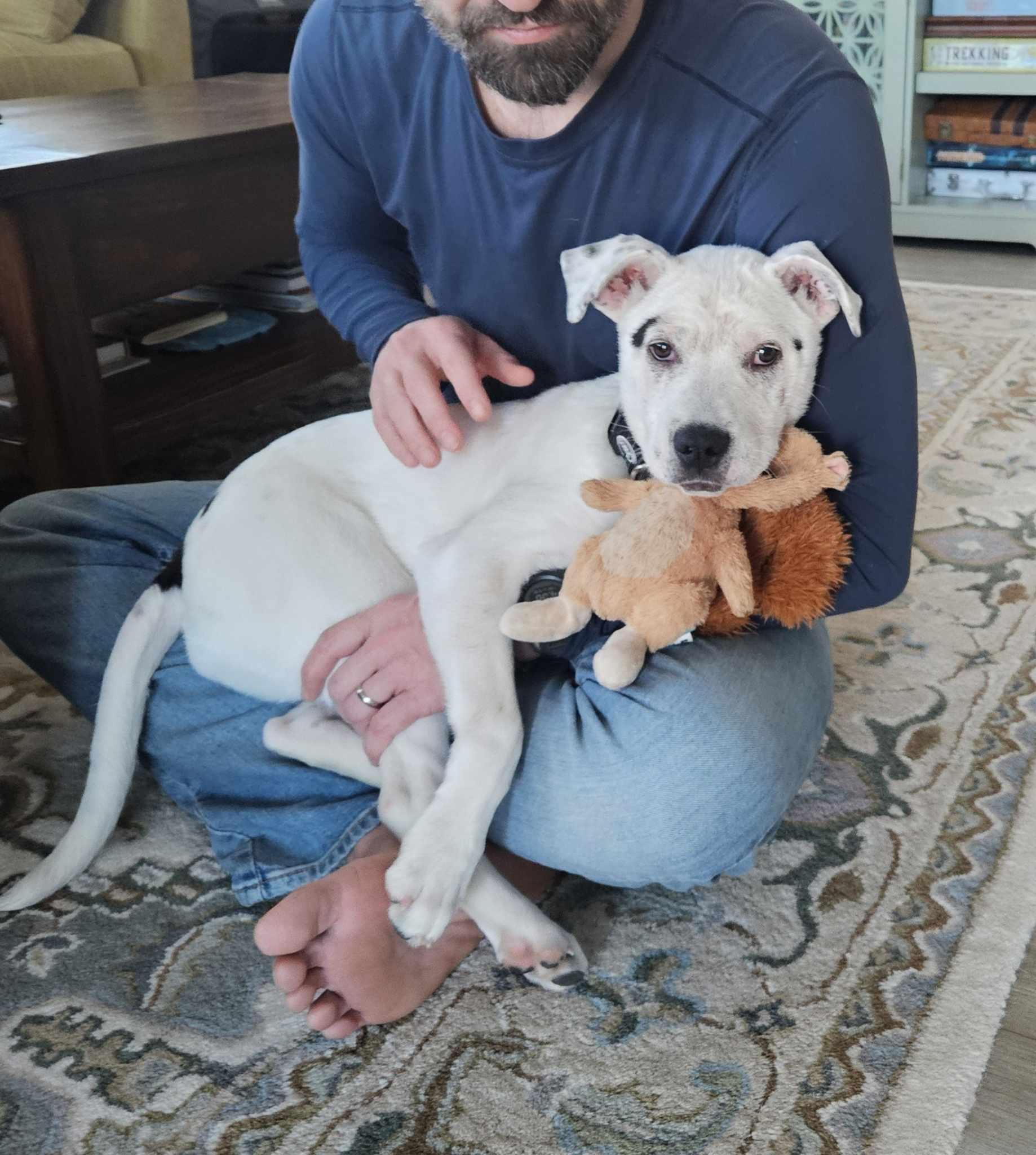 Enlarge Beans, a Adopted mixed breed in Southern Pines, NC image 4/6