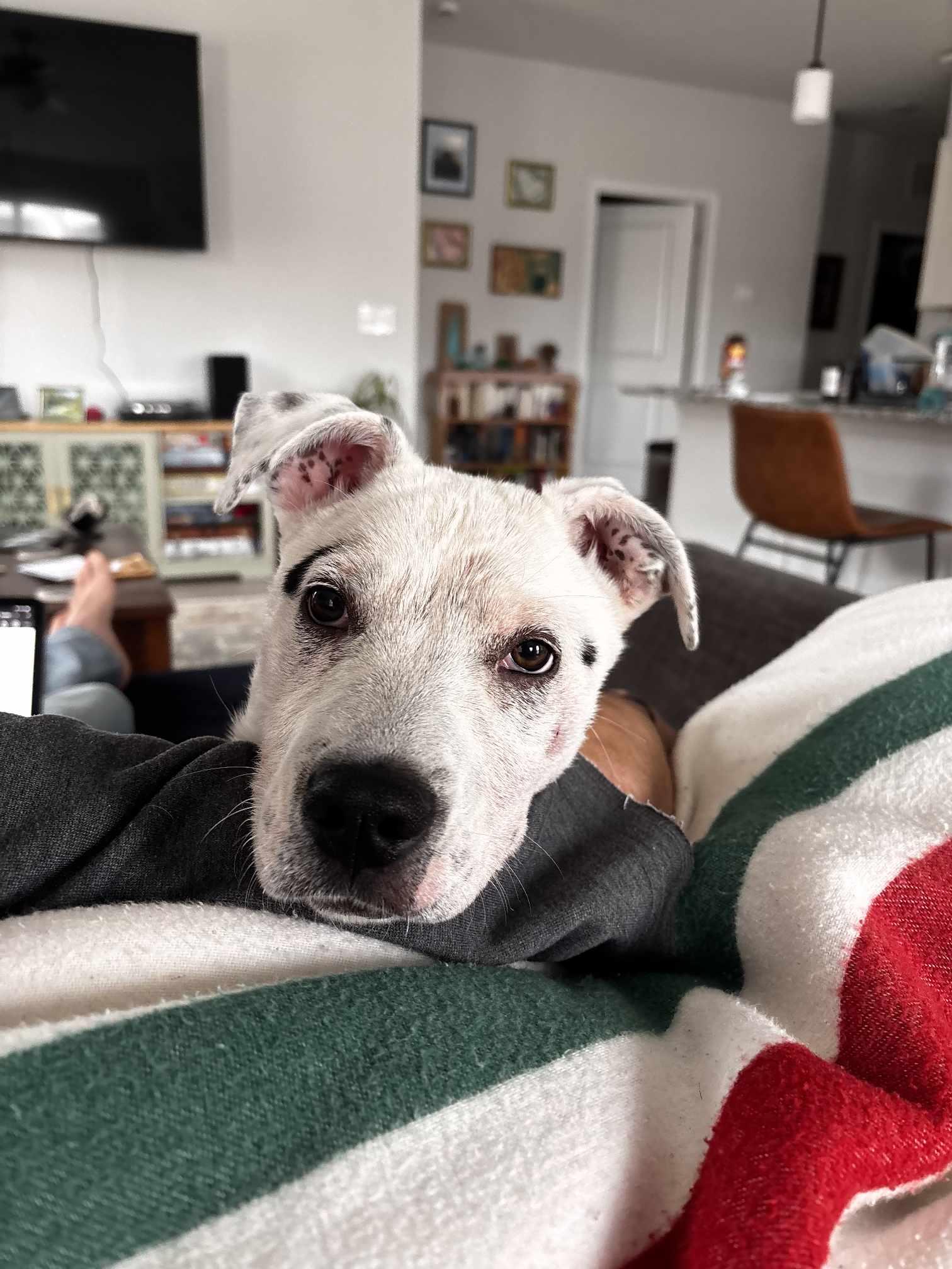 Enlarge Beans, a Adopted mixed breed in Southern Pines, NC image 5/6