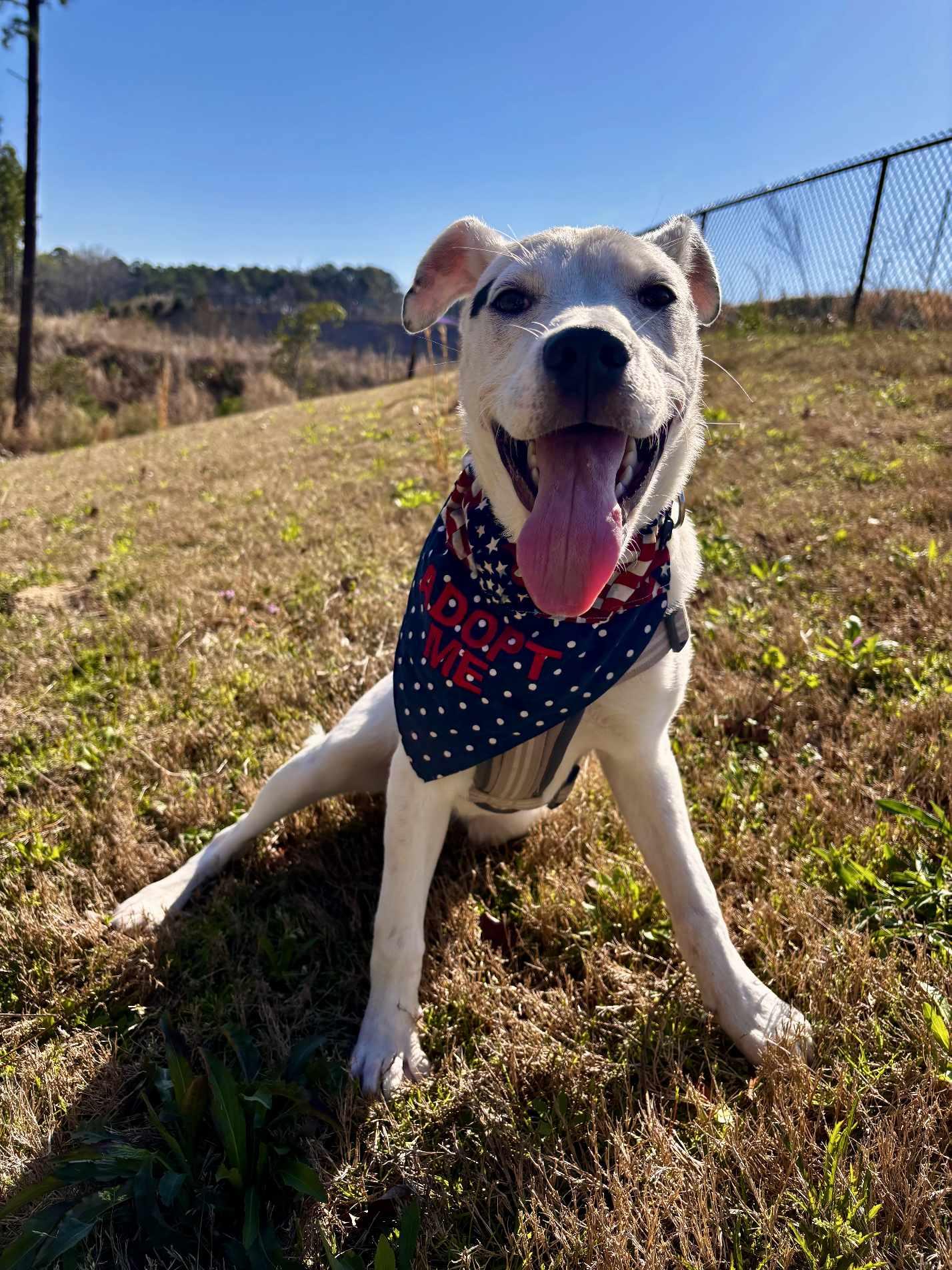 Beans, Adopted, Young Female American Staffordshire Terrier.