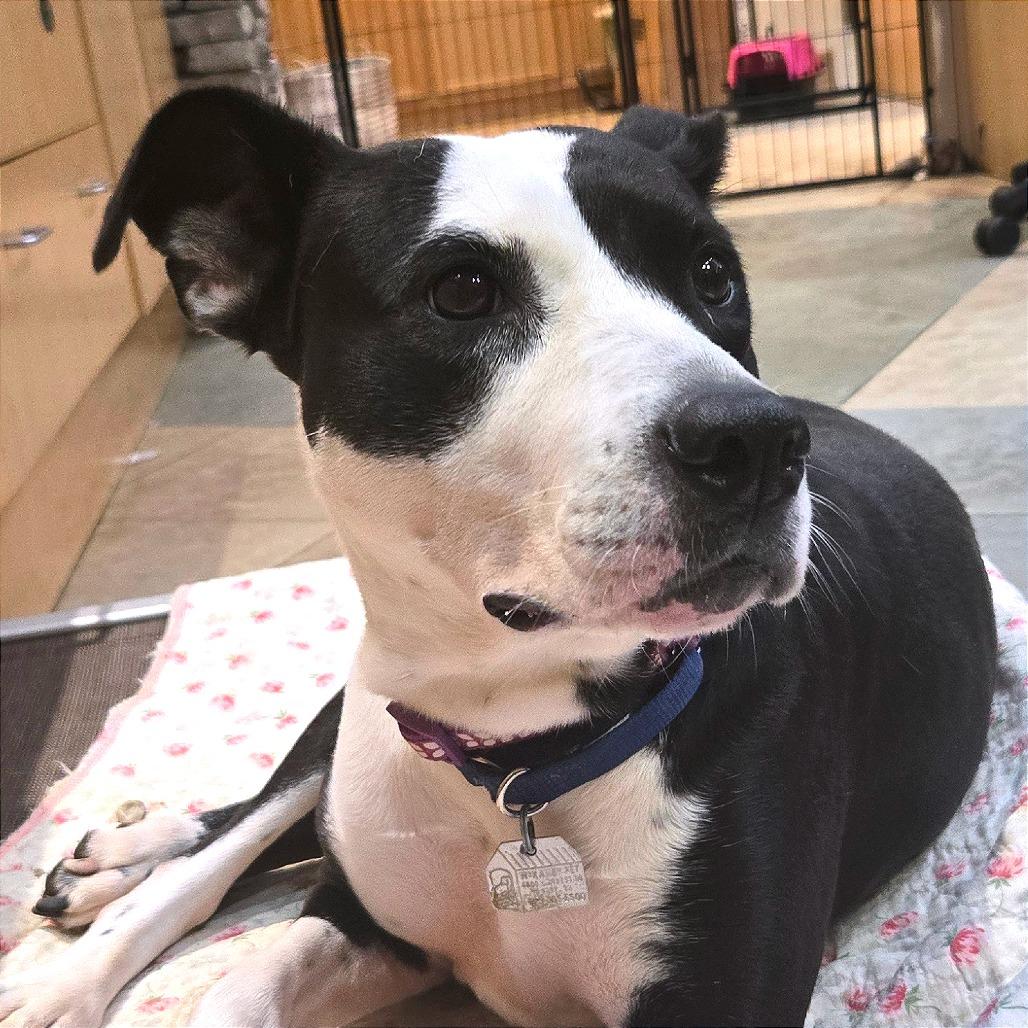 Stefanie, Adoptable, Adult Female Mixed Breed.