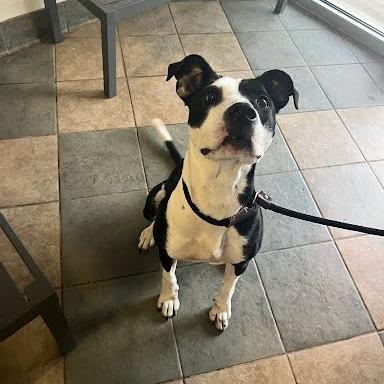 Stefanie, Adoptable, Adult Female Mixed Breed.