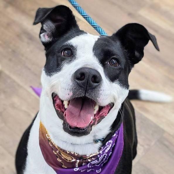 Enlarge Stefanie, a Adoptable Mixed Breed in Smithville, TN image 2/6